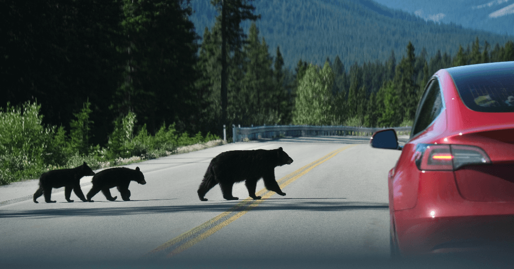 Bear Season Is Back: What You Need to Know About Spring Wildlife Safety