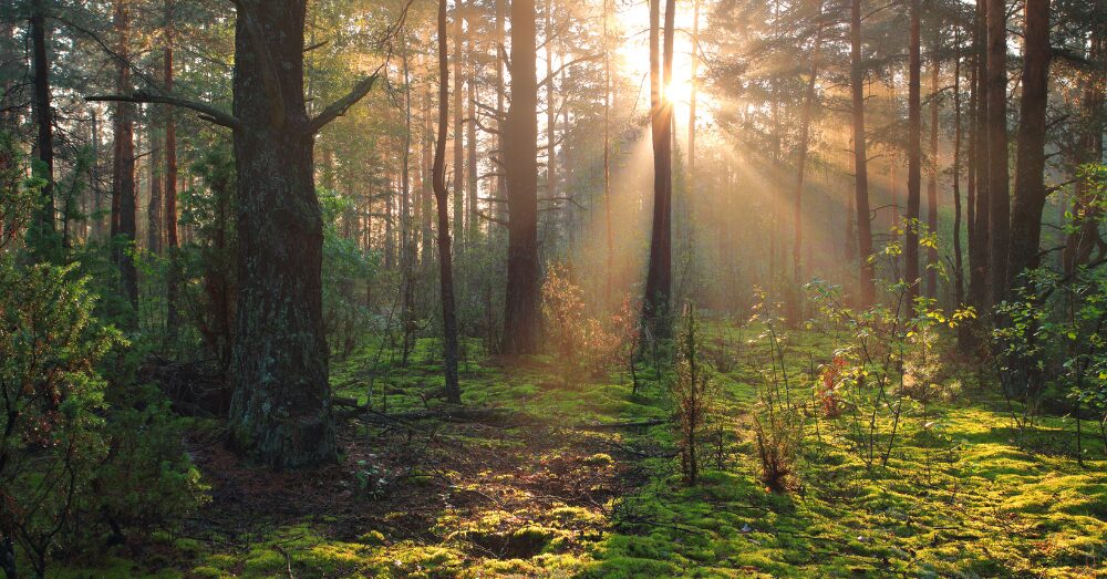 Hidden Gems on Public Land That Beat Crowded National Parks