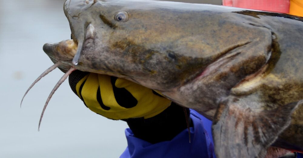 Where to Catch Trophy Catfish Top Spots in the Midwest and South