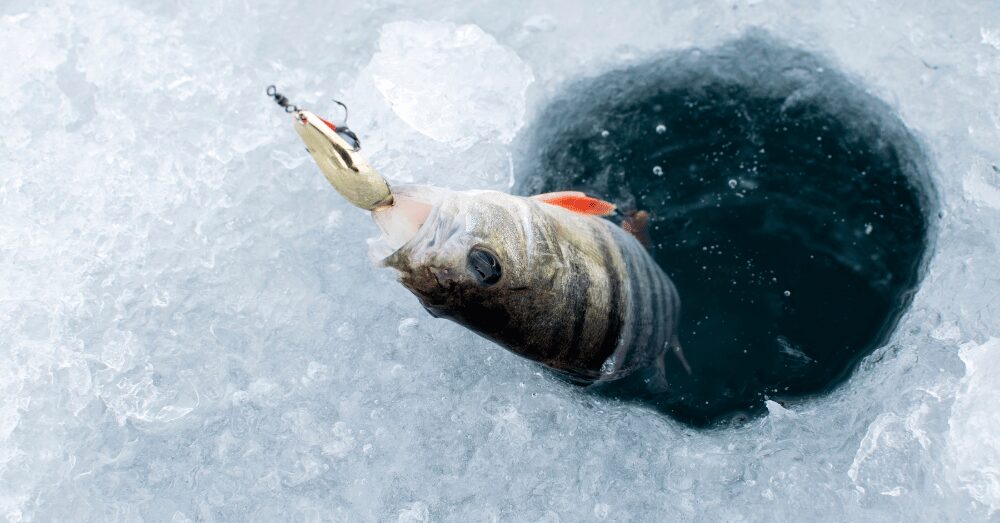 Winter Ice Fishing Upcoming Events and Essential Safety Guidelines - featured image showing a fish being caught